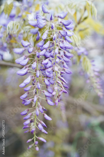 Obraz na płótnie Wisteria sinensis purple flowers blooming in spring w salonie