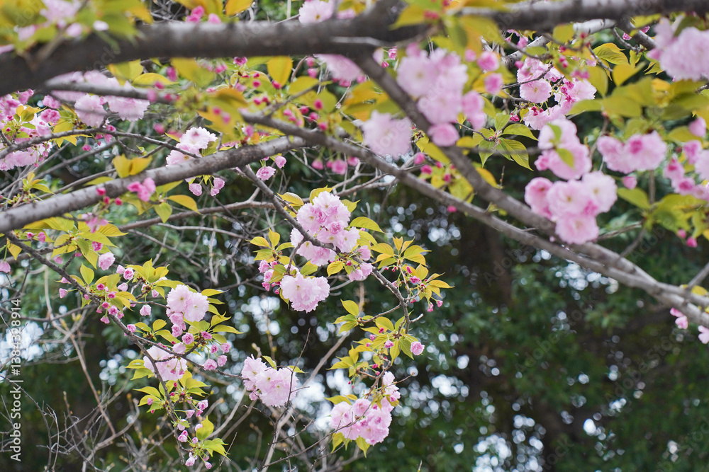 Flowers bloom spring petals Kansan pink white red cherry sakura