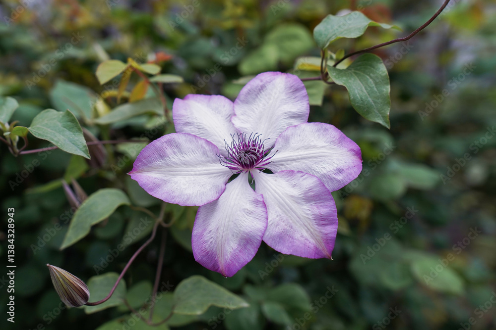 Beautiful Clematis flower in the park.
