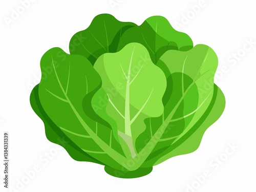 A  Lettuce vegetables on white background.