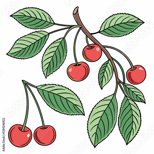vector illustration of cherry