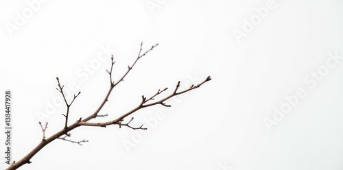 Thin and wiry branch against a stark white backdrop, brown, branches