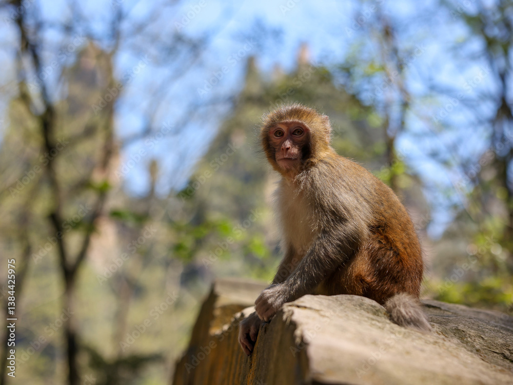 A wild macaque monkey in Zhangjiajie National Forest Park, Hunan, China A wild macaque monkey in Zhangjiajie National Forest Park, Hunan, China