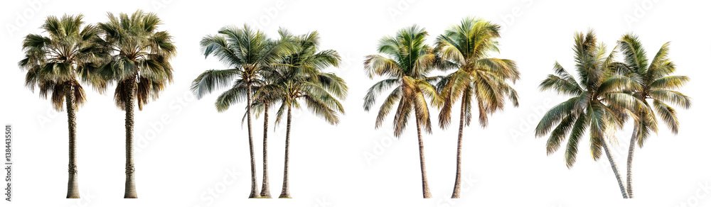 Obraz premium Collection of Tropical Palm Trees Isolated on a White Background
