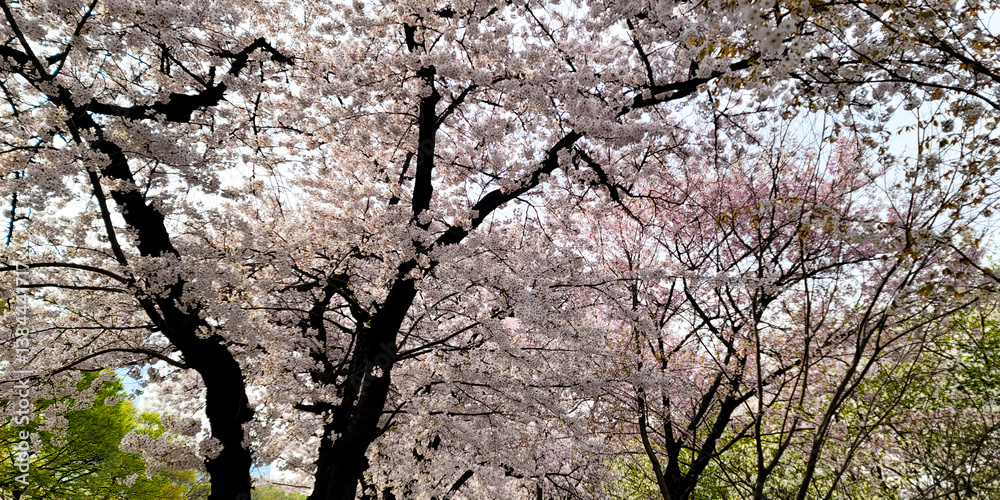 Beautiful cherry blossom flowers, on a sunny day, Yeouido Park in Seoul, South Korea, for a background Beautiful cherry blossom flowers, on a sunny day, Yeouido Park in Seoul, South Korea, for a background