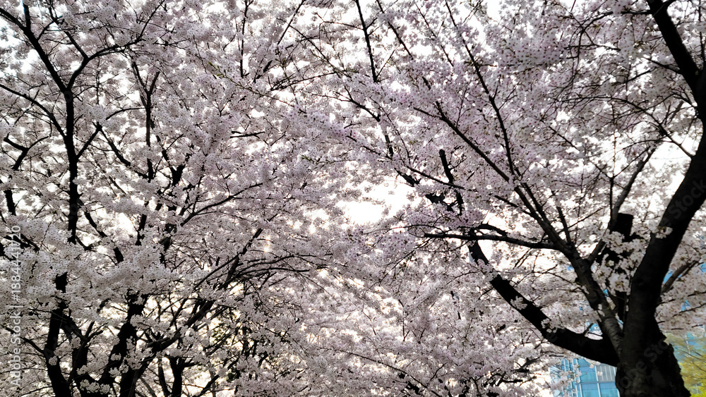 Beautiful cherry blossom flowers, on a sunny day, Yeouido Park in Seoul, South Korea, for a background Beautiful cherry blossom flowers, on a sunny day, Yeouido Park in Seoul, South Korea, for a background