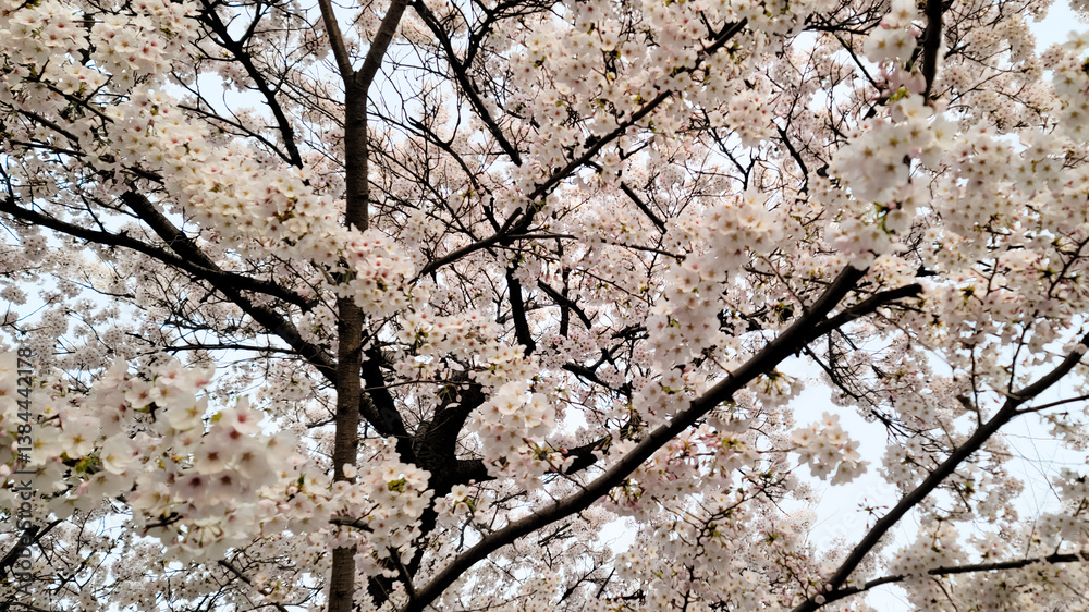 Beautiful cherry blossom flowers, on a sunny day, Yeouido Park in Seoul, South Korea, for a background Beautiful cherry blossom flowers, on a sunny day, Yeouido Park in Seoul, South Korea, for a background