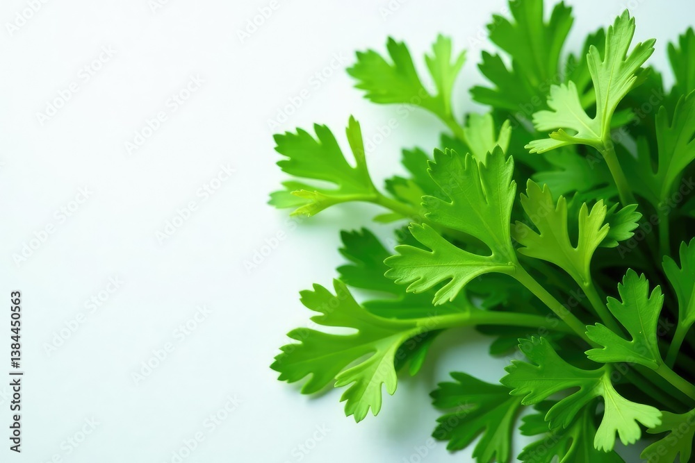 Fototapeta premium Flat lay parsley sprigs forming geometric shape , elegant, simple, background