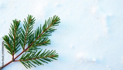 A few sprigs of fir branches on a white snowy surface isolated, isolated elements, evergreen, snow