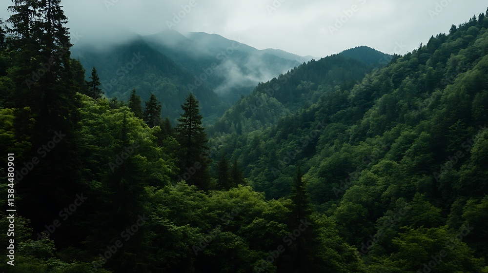Obraz premium Misty Mountain Forest Serene Green Valley Landscape.