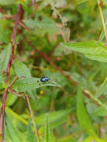 photo with green leaves macro background