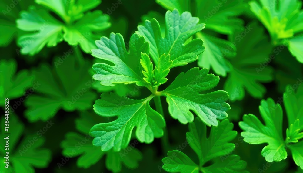 Intricate parsley leaf shapes, natural green background, bright, aesthetic Intricate parsley leaf shapes, natural green background, bright, aesthetic