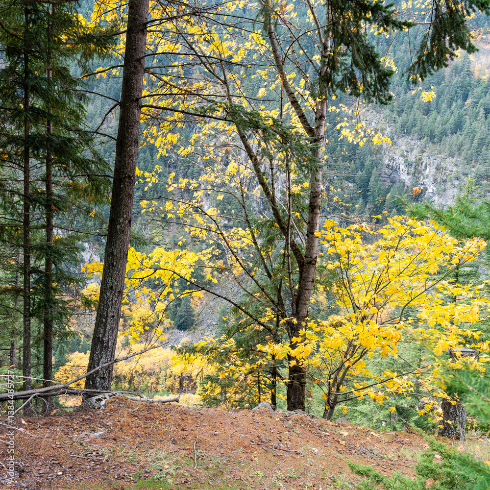 Fototapeta premium fallen leaves in autumn forest deciduous and coniferous trees