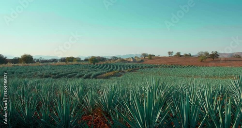 A panoramic view of a vast agave field in rural Mexico as the camera sweeps toward the distant hills. The horizon, open sky, and layered crops create a peaceful, expansive rural landscape.