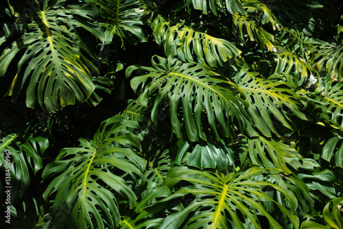 high contrast tropical plant background	
