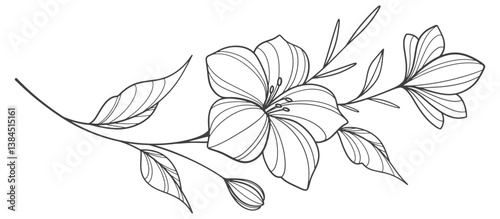 Flower outline on transparent background vector. floral, flowers, leaves, foliage, branches in hand drawn. Floral element design