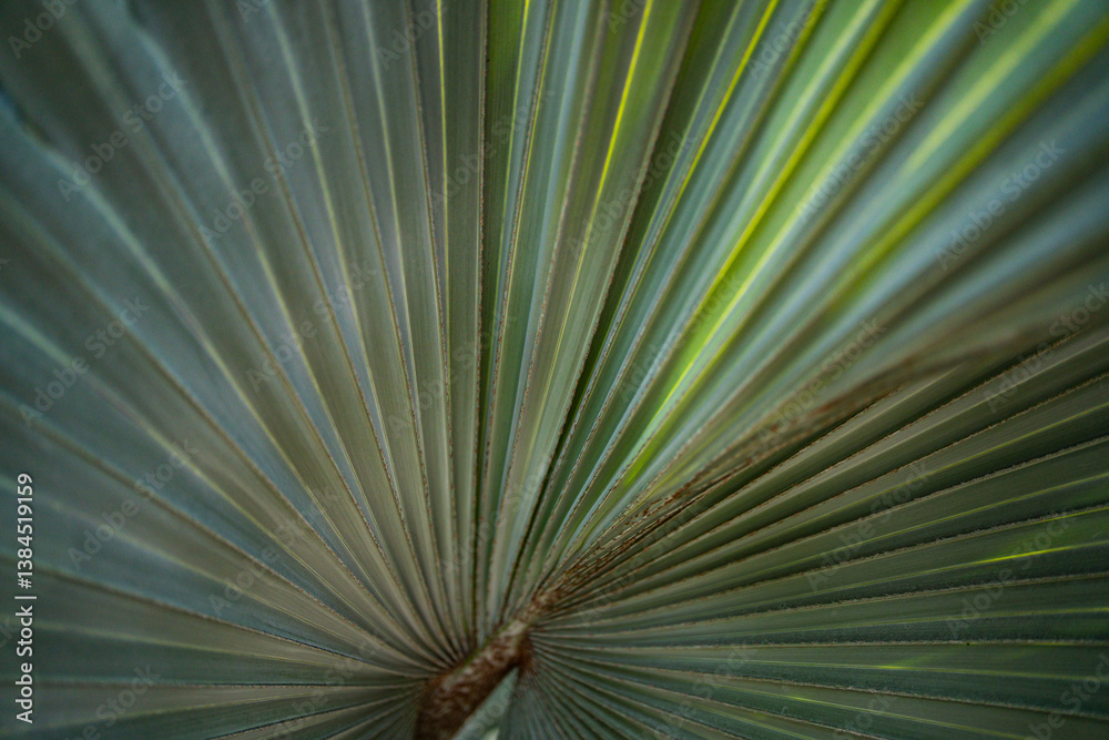 Obraz premium Palm leaves background. Green leaves wallpaper. Exotic jungle foliage. Leaves tropical greenery. Palm leaf closeup shot. Tropical leaf pattern. Palm leaves design. Green palm background.