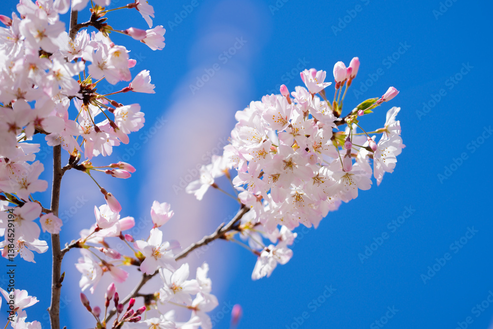 Sunny Spring Day. Spring background of branches of a blossoming tree on blue sky. Cherry blossoms trees in spring. White plum blossom, beautiful white flowers, plum branch. Bloom on branch. Sunny Spring Day. Spring background of branches of a blossoming tree on blue sky. Cherry blossoms trees in spring. White plum blossom, beautiful white flowers, plum branch. Bloom on branch.