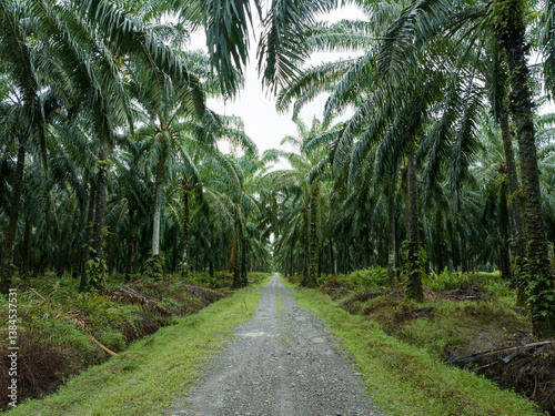 Aerial view of vast oil palm plantations in Indonesia