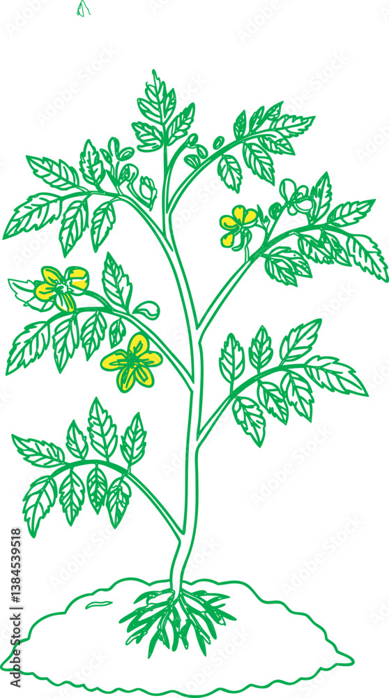 tomato plant on a white background tomato plant on a white background