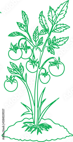 tomato plant on a white background