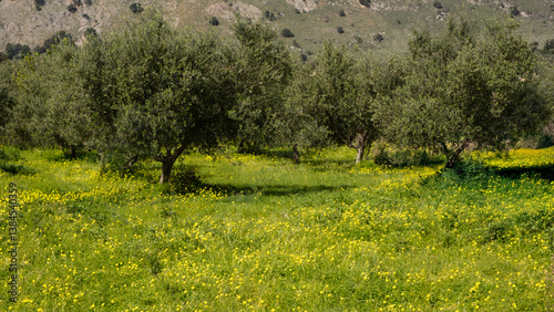 Yellow wildflowers in bloom beneath olive trees in an orchard on the Greek island of Crete