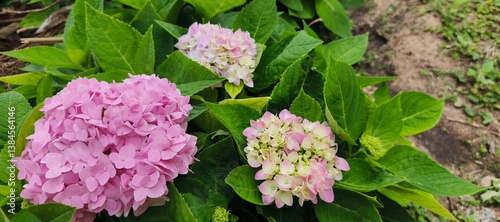 Beautiful blue Hydrangea Macrophylla Adria flower