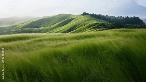 Serene Rolling Hills and Swaying Grasses on a Peaceful Summer Day Landscape