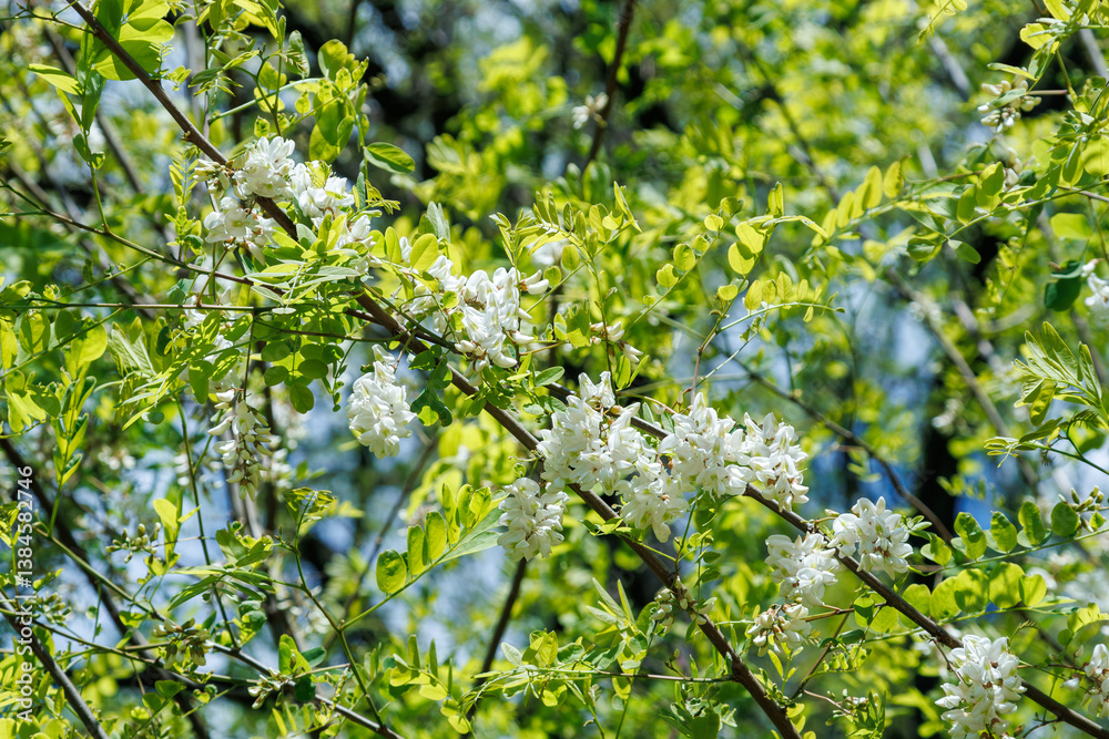 Blooming Acacia Tree with White Flowers in Spring Blooming Acacia Tree with White Flowers in Spring