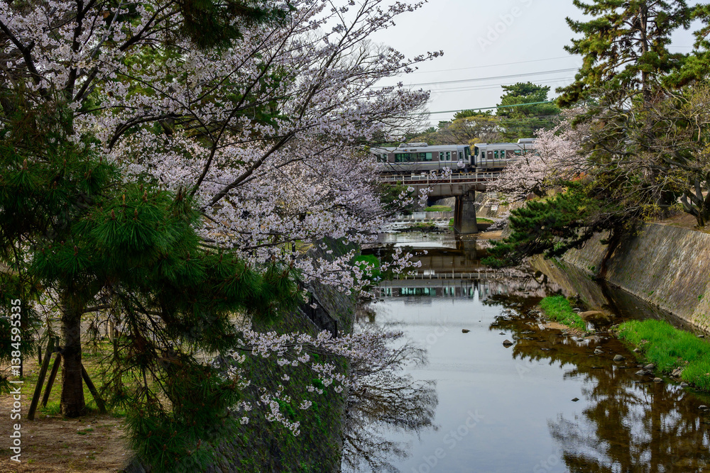 Fototapeta premium 桜の名所兵庫県西宮市の夙川公園 満開の桜