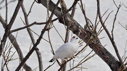 A Willow Ptarmigan (Lagopus lagopus) pecks fresh buds from a willow tree in Alaska and responds to the calls of other ptarmigan in the area.