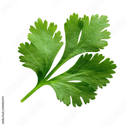Fresh green cilantro leaf isolated on a white background isolated against a transparent background.