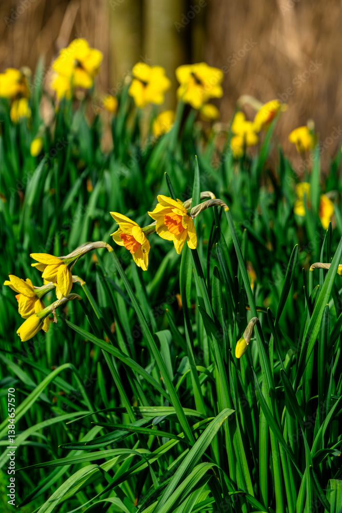 A swaying cluster of Daffodils (Narcissus pseudonarcissus) brightens a spring woodland with vivid yellow trumpets beneath a clear sky A swaying cluster of Daffodils (Narcissus pseudonarcissus) brightens a spring woodland with vivid yellow trumpets beneath a clear sky
