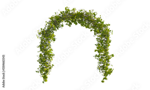 Green arch of vine green leaves png alpha channel