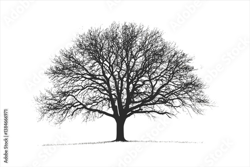 Tree silhouette 