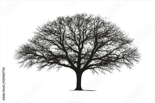 Tree silhouette 
