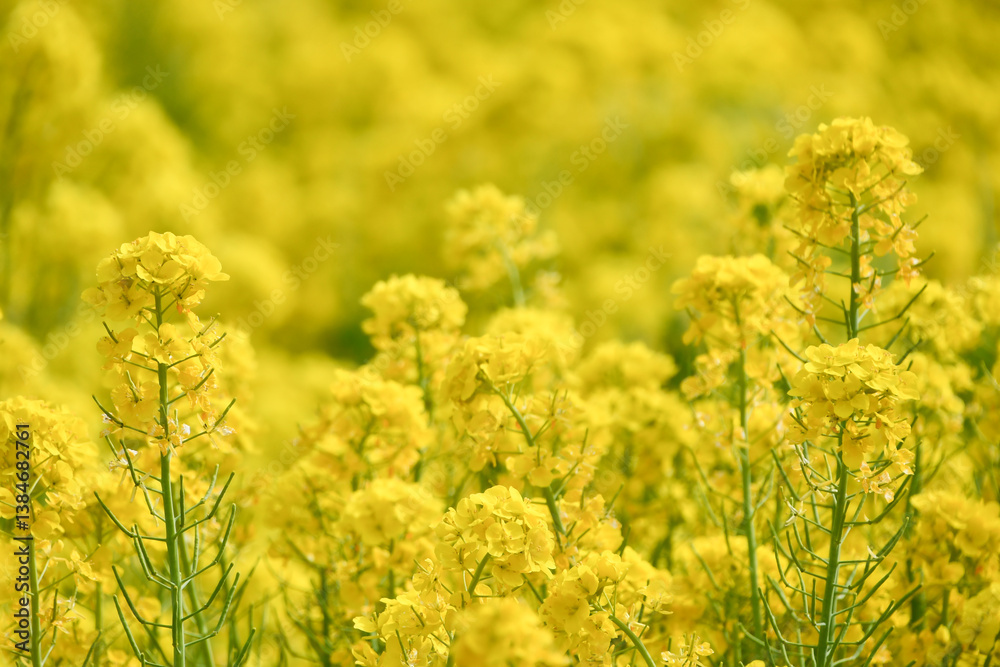 菜の花