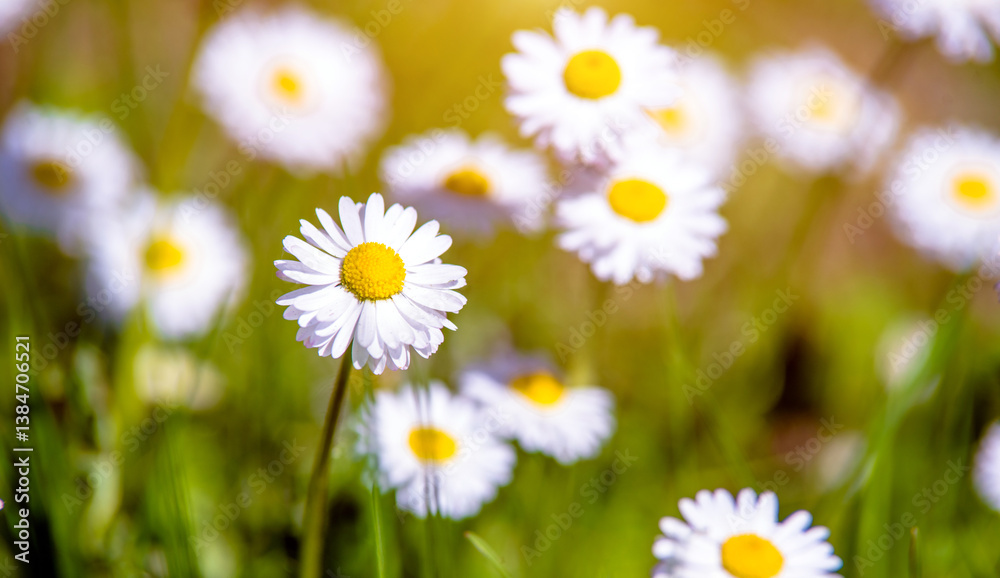 White small daisies blooming on grass background
White small daisies blooming on grass background