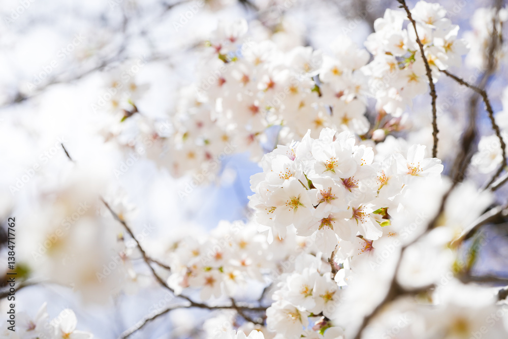 満開の桜 満開の桜