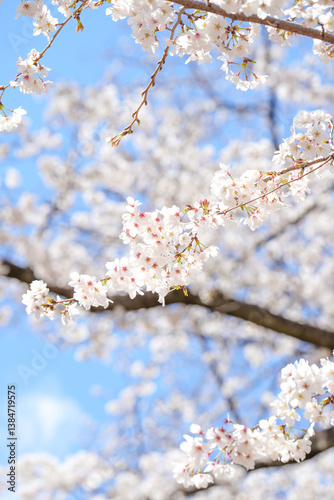 満開の桜と青空