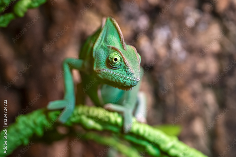 Fototapeta premium Close-up of the Veiled Chameleon (Chamaeleo calyptratus) in a terrarium.
