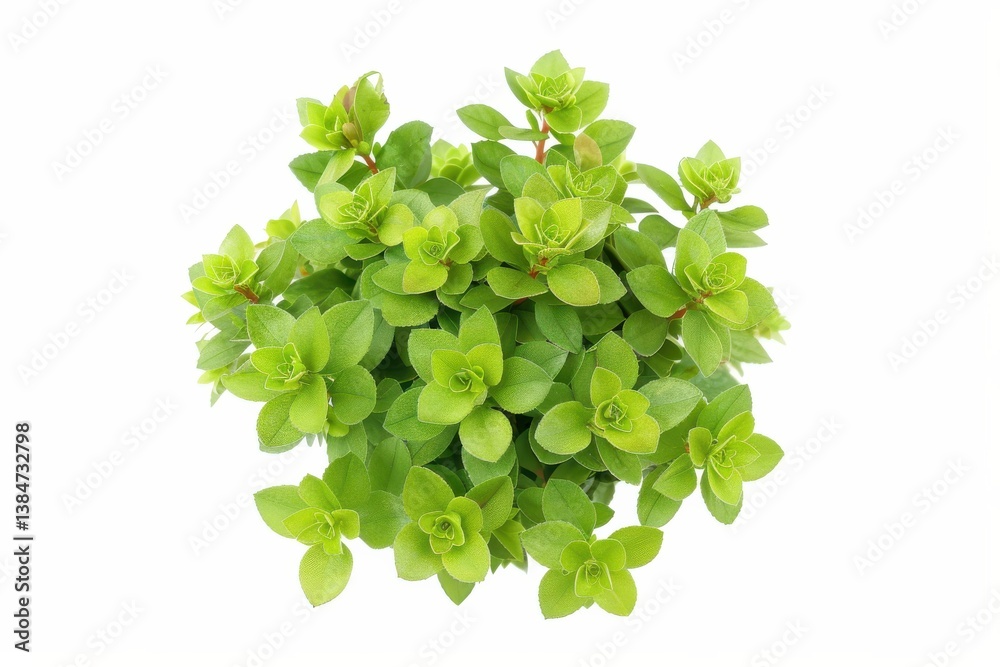 Obraz premium Lush green succulent plant on a white background