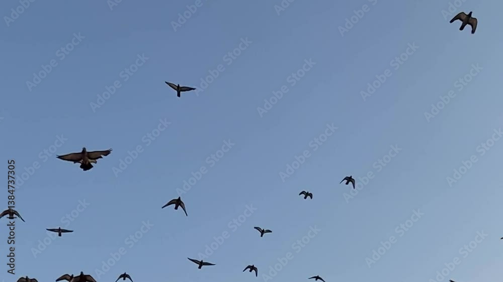 Flock of Migrating Geese Flying Against a Clear Blue Sky, birds flying over the field Buildings, Birds Flying in the Sky, flying birds formation Flock of Migrating Geese Flying Against a Clear Blue Sky, birds flying over the field Buildings, Birds Flying in the Sky, flying birds formation