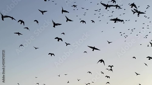 Flock of Migrating Geese Flying Against a Clear Blue Sky, birds flying over the field Buildings, Birds Flying in the Sky, flying birds formation 