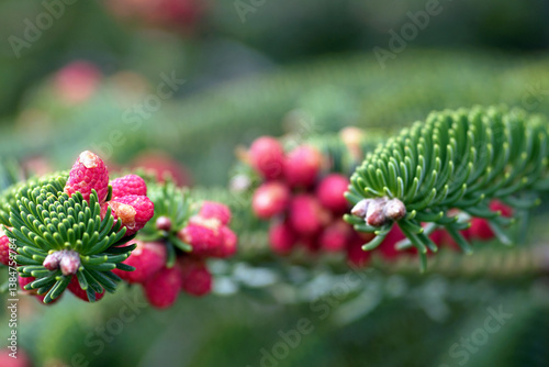 Native plants in Spain and Morocco: Abies pinsapo twig close-up. Evergreen trees in spring: Spanish fir during flowering. Coniferous forest nature: small red cones among needles on a branch