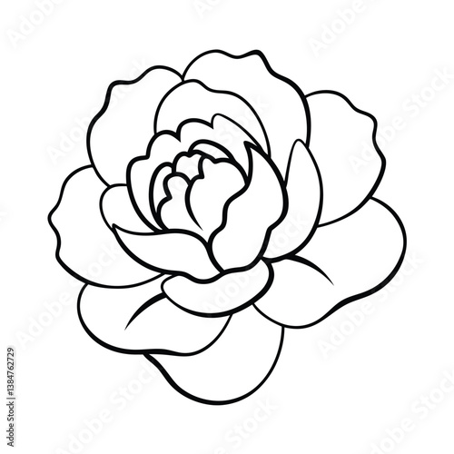 vector illustration of a peony