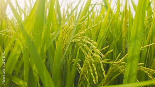 Lush Green Rice Paddy Field in Indonesia
