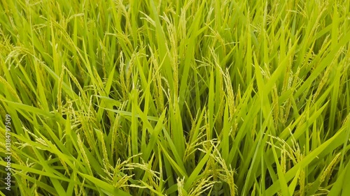 Lush Green Rice Paddy Field in Full Bloom