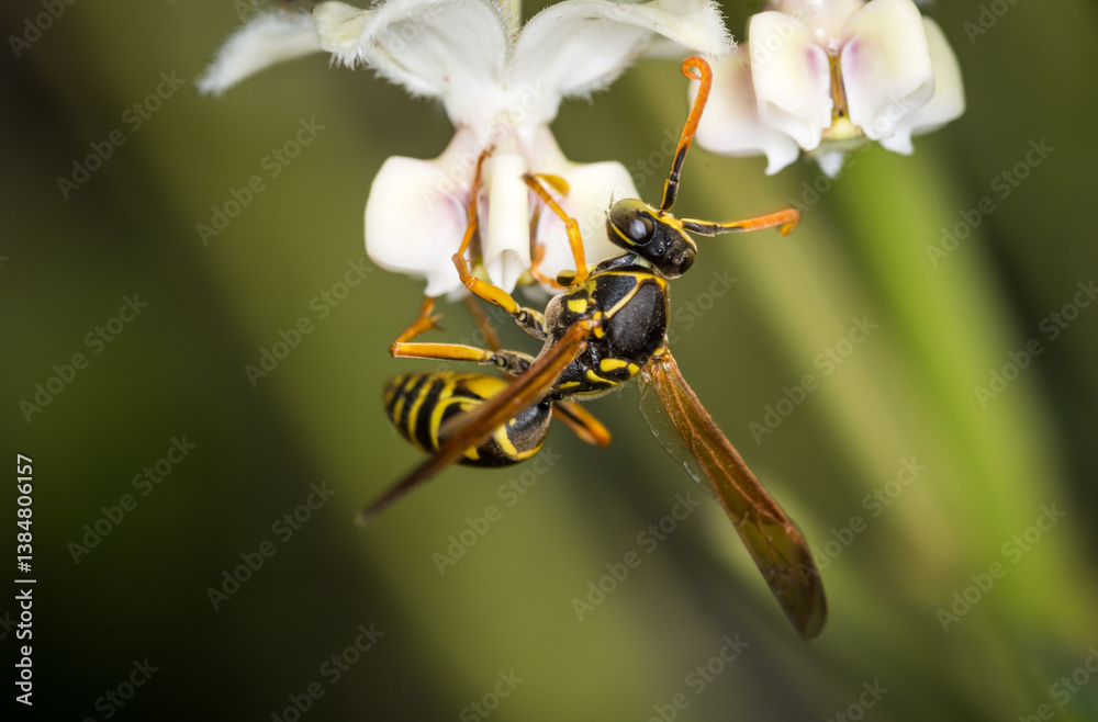 Naklejka premium Close up of a paper wasp searching for nectar on a flower