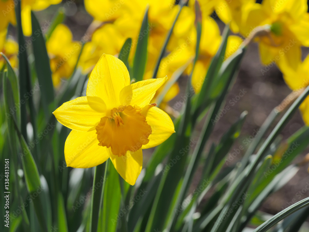 Fototapeta premium Narzissen im Garten
